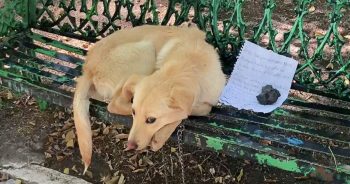 Dog Left On Bench With Note From A Child Still Hasn’t Had Wishes Fulfilled