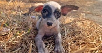 Man Greeted Stray Puppy With A Hello And She Greeted Him Back With A Dance