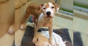 Dog Spun In Circles To Cope With Small Dirty Kennel, Cage Door Unlatches