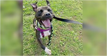 Dog Residing in Shelter for 2 Years Goes to the Park and His Joy is Limitless