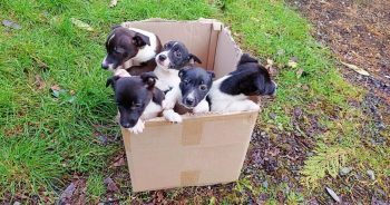 Five Puppies Jumped Around Excitedly, Tipping The Box Next To Busy Road