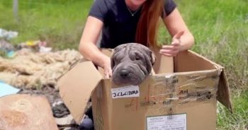 She Won’t Leave The Box In Case Her Owner Returns, So Woman Sits Beside Her