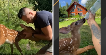 Man Shows ‘Compassionate’ Gesture For Starving Doe on His Doorstep