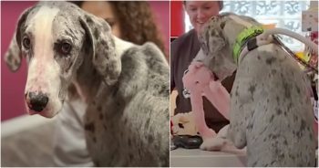 Great Dane Regains His Strength, Picks Out Toy And Tries To Pay For It Himself