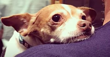 Waning Elderly Chihuahua ‘Taunts Fate’ With Magnificent Comeback