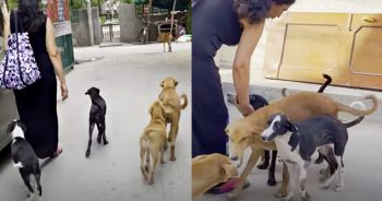 Mom And Daughter On Vacation Were ‘Stalked’ By A Family Of Needy Pups