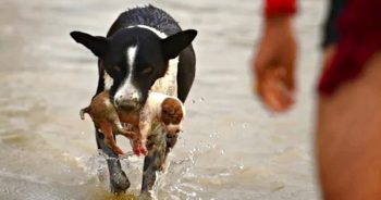 Dog Leaped Into River, Emerges With Puppy Swept Away By Current