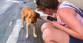 Pup Gently Nudges Strangers For Help, And It Transforms His Life