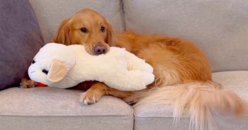 Golden’s New Toy Is Cherished Like A Baby For A Whole 30 Seconds