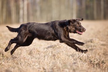 Male & Female Flat-Coated Retriever Weights & Heights by Age