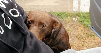 Friendly Stray Waits In The Same Place For Someone To Take Him Home