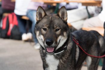 Cost of a Japanese Shikoku Kens Puppy by US Region [2024]