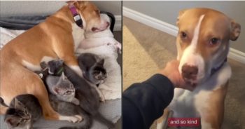 “She’s Everyone’s Mommy”, Rescued Pitbull Turned Into Rescuer