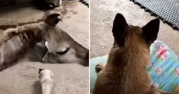 Enduring Affection Between Hunter, The Anti-Poaching Canine, And His Beloved Giraffe Companion