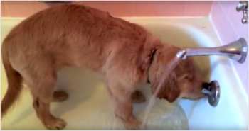 Golden Retriever Puppy Gives Himself A Bath, And Has The ‘Cutest’ Routine