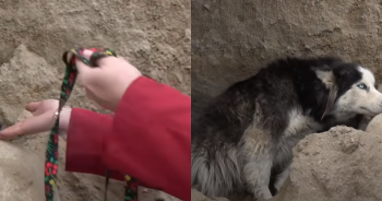 Dramatic Rescue of Expectant Husky Mother and Her Newborn Puppies From Construction Site Peril