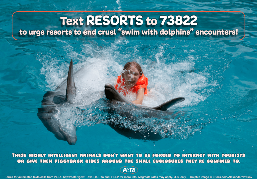 Urge Resorts to End Cruel ‘Swim With Dolphins’ Encounters