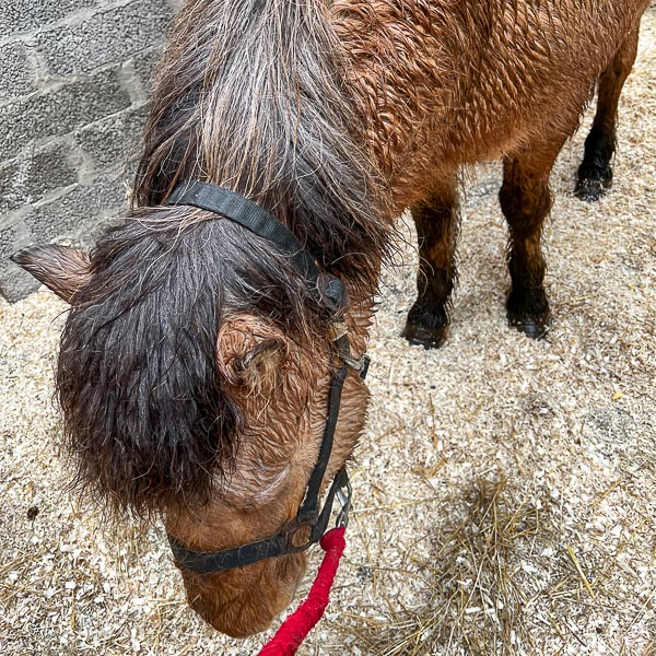 The Visiting Equine Vet