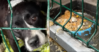 ‘Frightened’ Mama Dog Was Afraid For Her Babies So She Begged Humans To Rescue Them