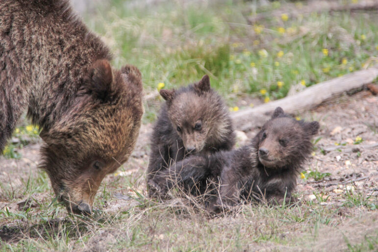 Grizzly Bears are Returning to the North Cascades Ecosystem of Washington State