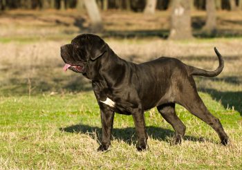 The 7 Most Unusual Habits of Mastiffs