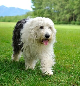 25 Things to Love About Old English Sheepdogs