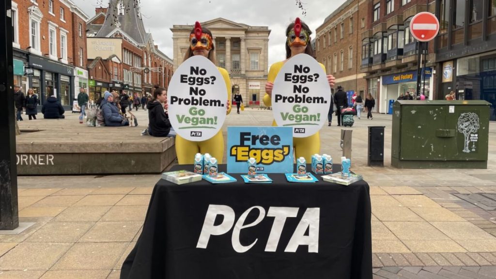 Mass Chicken Killings Amid Avian Flu Outbreaks to Prompt PETA Vegan Egg Giveaway