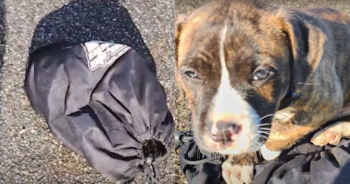 Puppy Was Dumped Like Trash And Found Inside A Tied Up Bag