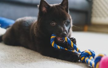 Ultimate Schipperke Puppy Shopping List: Checklist of 23 Must-Have Items