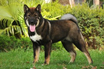 Male & Female Japanese Shikoku Ken Weights & Heights by Age