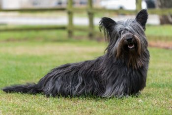 Ultimate Skye Terrier Puppy Shopping List: Checklist of 23 Must-Have Items