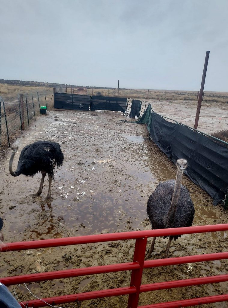 Birds Were Beaten and Froze to Death on ‘Humane’ Farm, Whistleblower Alleges