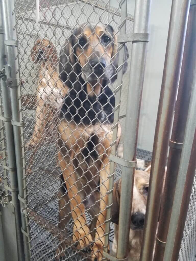 PETA to Gov. Holcomb: Dogs and Cats Trapped Inside Local ‘Blood Prison’ Need Your Intervention