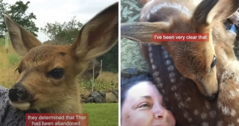 An ‘Unlikely’ Bond Between a Family And A Lone Fawn Is Gaining Media Attention