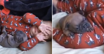 ‘Enchanting’ Puppies Embrace Toddler In Tender Nap-Time Bonding Session