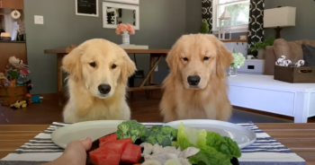 Tucker and Journee’s Viral Taste Test Delights the Internet