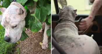 Loyal Dog Found Next To His Owner Who Passed Away, Didn’t Leave His Side