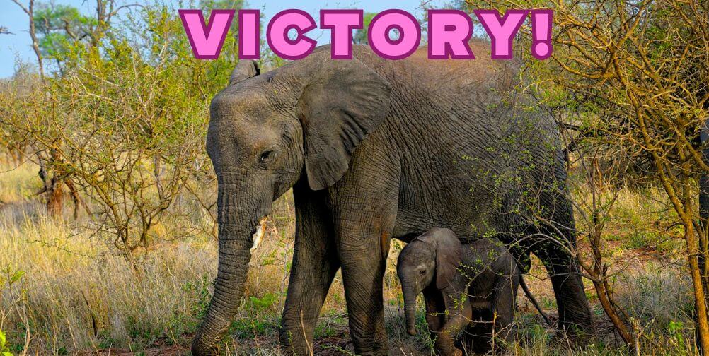 Victory! Hadi Shrine Circus Will No Longer Exploit Elephants in Its Shows