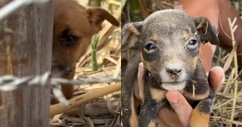 Puppies Were ‘Dumped Like Trash’ In An Abandoned Flood Zone But There Was Still Hope