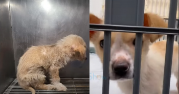 Terrified And Abused Puppy Held His Little Head Down Till One ‘Special’ Day