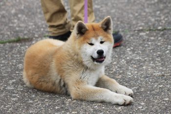 The 7 Most Unusual Habits of an Akitas