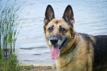 The 7 Most Unusual Habits of German Shepherds