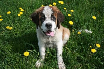 The 6 Most Unique Qualities of St. Bernards