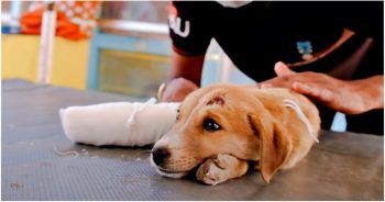 Somber Puppy Received Medical Care But They Couldn’t Heal Her Sad Soul