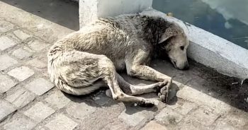 Without Love In This World And Only An ‘Angel’ Could Help This Collapsed Stray