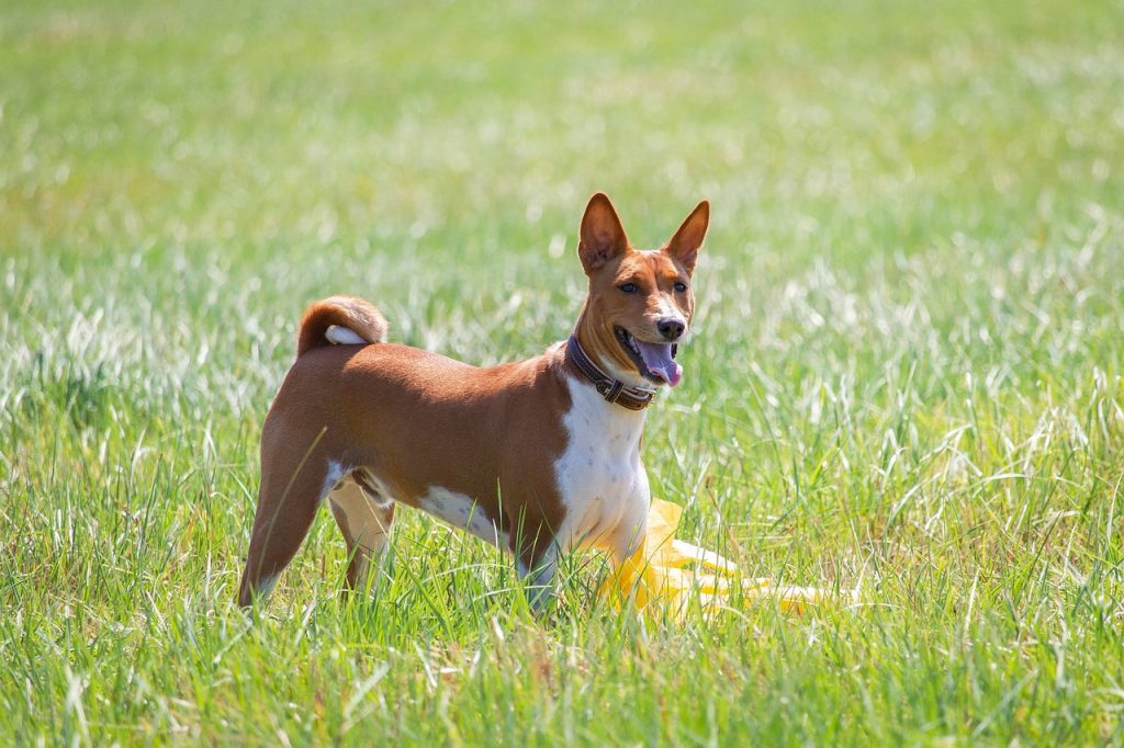 7 Quiet Puppy Breeds Ideal for Senior Citizens Living in Apartments