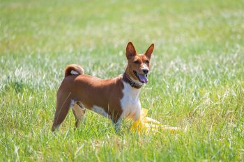 Male & Female Basenji Weights & Heights by Age