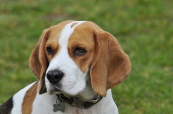 25 Things to Love About Beagles