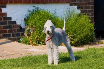 Male & Female Bedlington Terrier Weights & Heights by Age