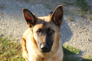 Cost of a Belgian Sheepdog Puppy by US Region [2024]